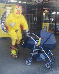 Chicken pushing a pram!!!